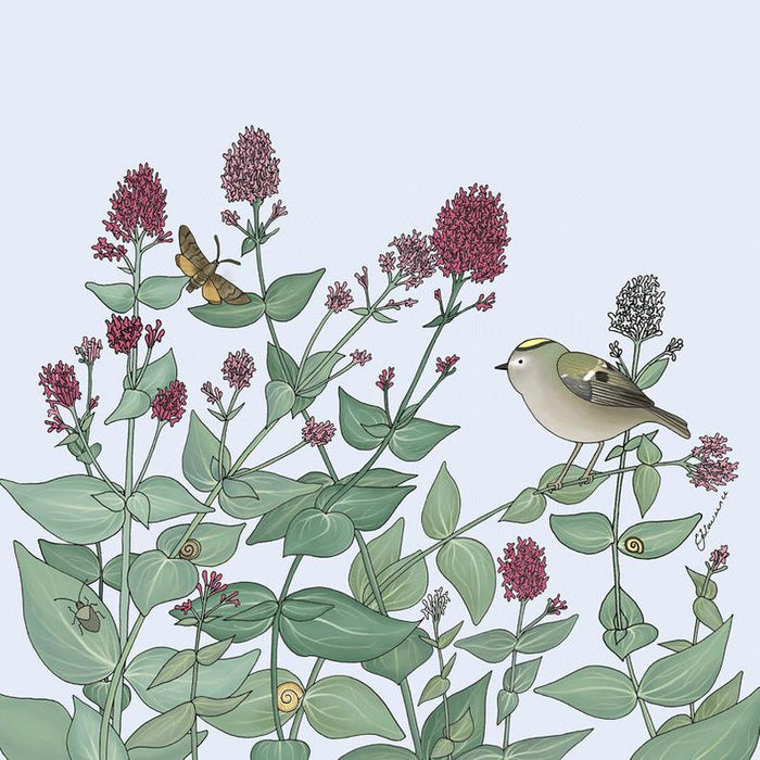 Emma Lawrence Flora & Fauna - Goldcrest Bird and Valerian Card